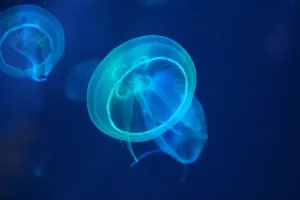 Jakich zagadnień z biologii uczy się w 1 klasie