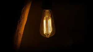 Drzewka owocowe mini – drzewka na każdy ogród!