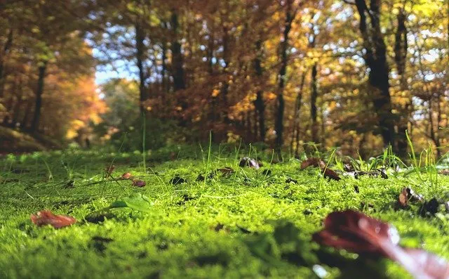 Jesienne nawozy do trawy- kiedy i jak stosować?